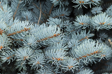 Naklejka na ściany i meble Blue branches of spruce in the forest