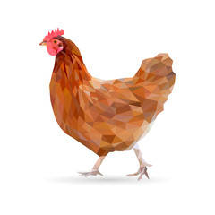 Hen in low poly style on white background. Vector illustration.