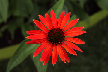 Red flower in the garden