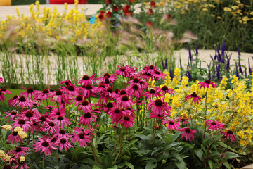 Obraz premium pink flowers in the garden