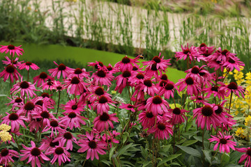 pink  flowers in the garden