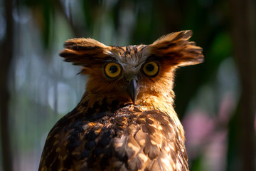 portrait of an eagle owl