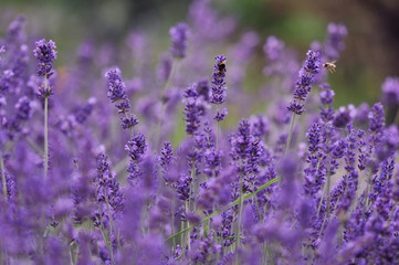 Fototapeta premium Lavender flowers 