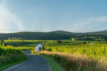 German vineyards in Rheingau. Oestrich Winkel, Hessen.