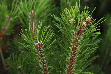 Green branches of spruce in the forest