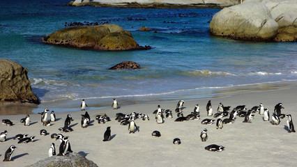Obraz premium Penguins in Boulders Beach. South Africa