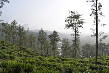 Fototapeta na wymiar Vandiperiyar, Kerala, India - May 11, 2019: Tea Plantation.