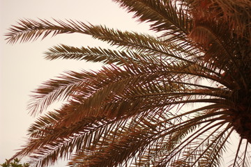 Beautiful palm leaves during sunset