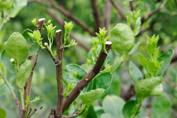 Hard pruning for neglected lime trees and put forth leave-buds