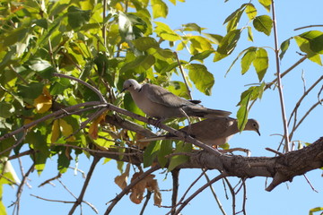 Eurasian collared doves (Steptopelia decaocto) perching together on a tree branch in new mexico albuquerque on a hot summer day. 