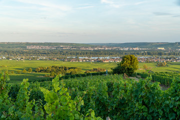Fototapeta na wymiar German vineyards in Rheingau. Oestrich Winkel, Hessen.