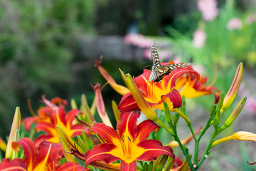 びっくりアゲハ