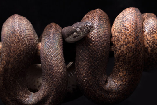 white-eyed python (Liasis mackloti savuensis) is a python species found in Indonesia, East Timor, Papua New Guinea, and coastal northern Australia