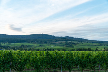 German vineyards in Rheingau. Oestrich Winkel, Hessen.