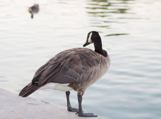 canadian goose standing next to water at a lake during the summer