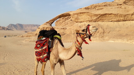 Camel in the desert. Traveling around Jordan. Around the world.
