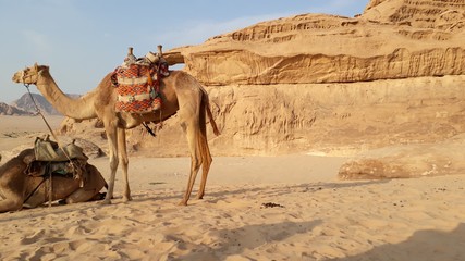 Camel in the desert. Traveling around Jordan. Around the world.