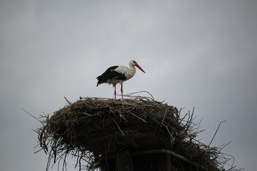 Fototapeta premium cigogne