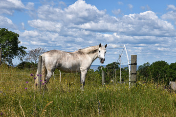 Curious white horse in a grassland