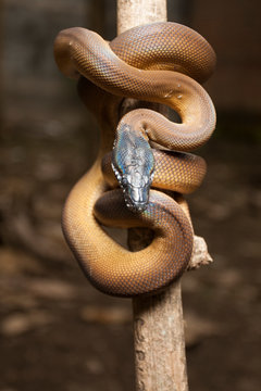 Gold Albertisi/white lipped python (Leiopython albertisi) wrapped around a branch