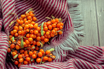 A sea buckthorn berries and a wool scarf on a dark wooden background. Autumn concept. Top view, flat lay composition. Copy space for text.