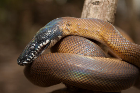 Gold Albertisi/white lipped python (Leiopython albertisi) wrapped around a branch