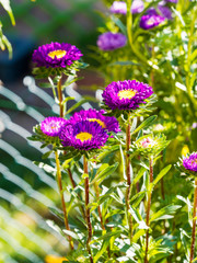 (Callistephus chinensis) Aster de Chine ou Reine-Marguerite