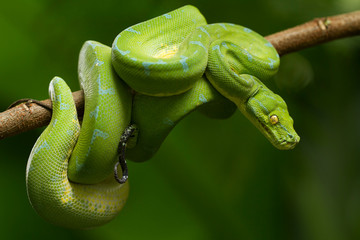 Green tree python (Morelia viridis) sorong locality