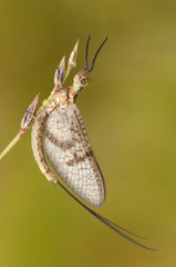 Ephemera glaucops mayfly delicate insect with silky wings perched on plant at sunrise