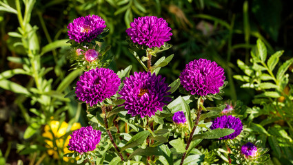 Obraz premium (Callistephus chinensis) Aster de Chine ou Reine-Marguerite