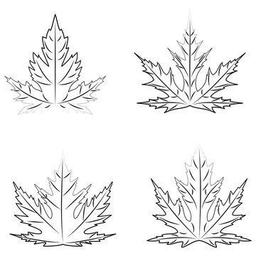 Autumn outline leaves of silver maple on white background.