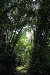 Fototapeta na wymiar Rain forest at Tiwai Island, Sierra Leone