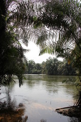 River and jungle, Tiwai Island, Sierra Leone