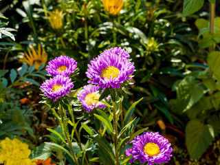 Obraz premium (Callistephus chinensis) Aster de Chine ou Reine-Marguerite 