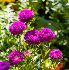 (Callistephus chinensis) Aster de Chine ou Reine-Marguerite
