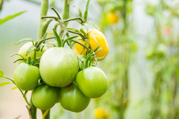 green tomatoes on a branch in a greenhouse on a blurry green background close-up