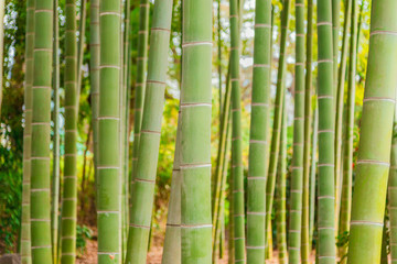 Grove with green bamboo canes as background