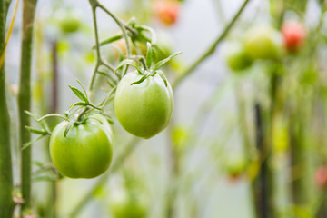 green tomatoes on a branch in a greenhouse on a blurry green background close-up