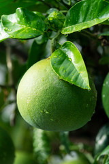 スウィーティー