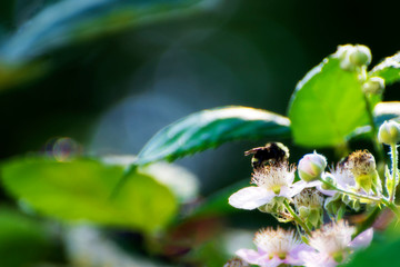 Wild Fields of Oregon