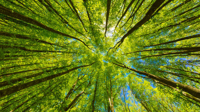 Fototapeta Looking up at the green tops of trees