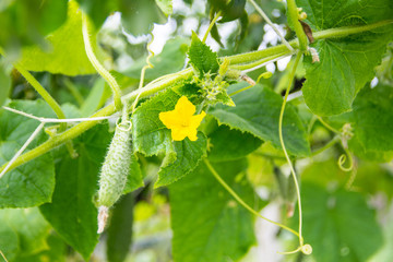 green cucumbers on a branch in a greenhouse on a blurry green background close-up