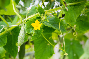 green cucumbers on a branch in a greenhouse on a blurry green background close-up