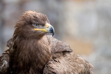 portrait of an eagle