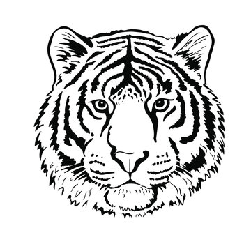 Tiger portrait head isolated on white background. Template. Close-up. Clip art. Hand Painting. Ink