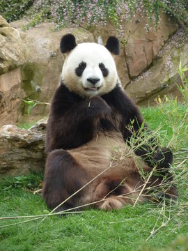 Un panda assis mange son bambou