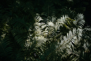 garden fern with light