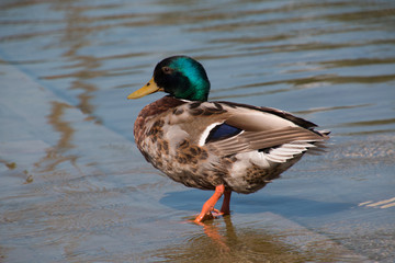 Pato