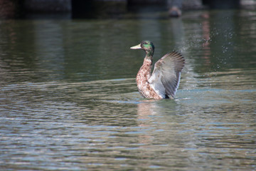 pato moviendo las alas en un lago