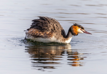 Great crested grebe